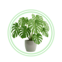 Webshop laten bouwen België Digitalnatie dropshipping service